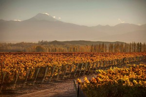 Otoño en Mendoza