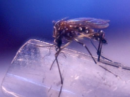 Dengue