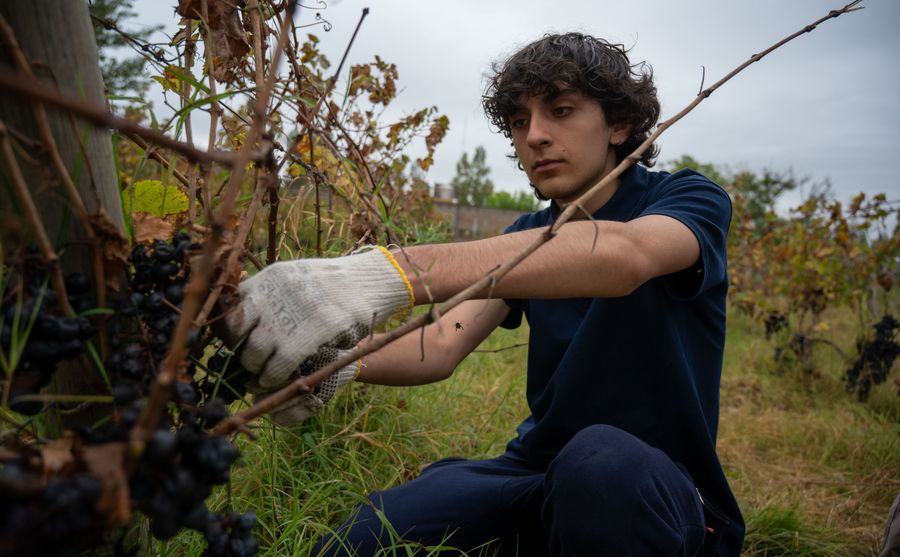 Estudiantes de la escuela Los Corralitos comenzaron la producción de vino