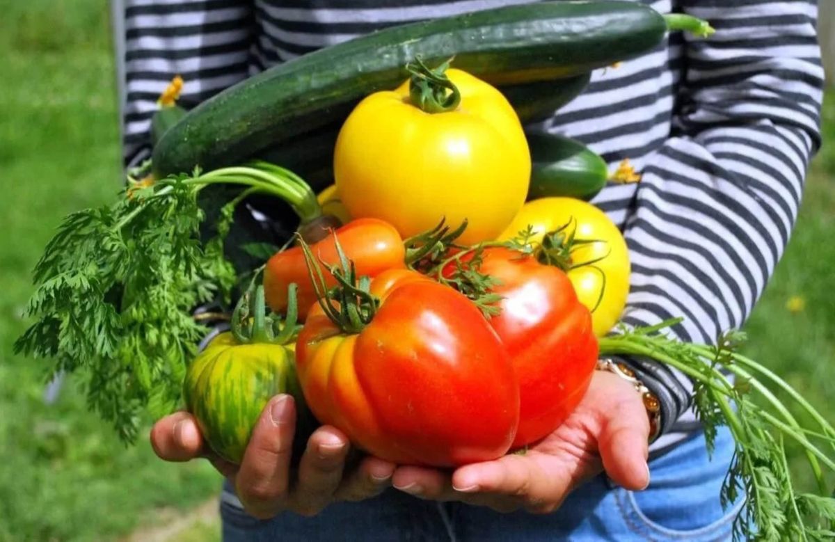 verduras