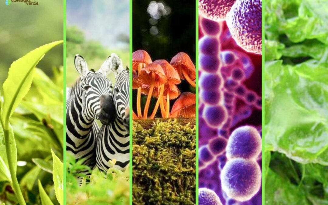 Protegido: 22 de mayo Día Internacional de la Diversidad Biológica