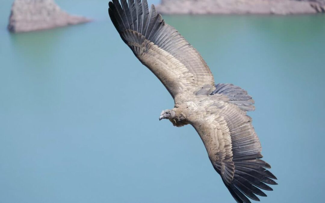 Protegido: 9 de mayo Día Internacional de las Aves migratorias
