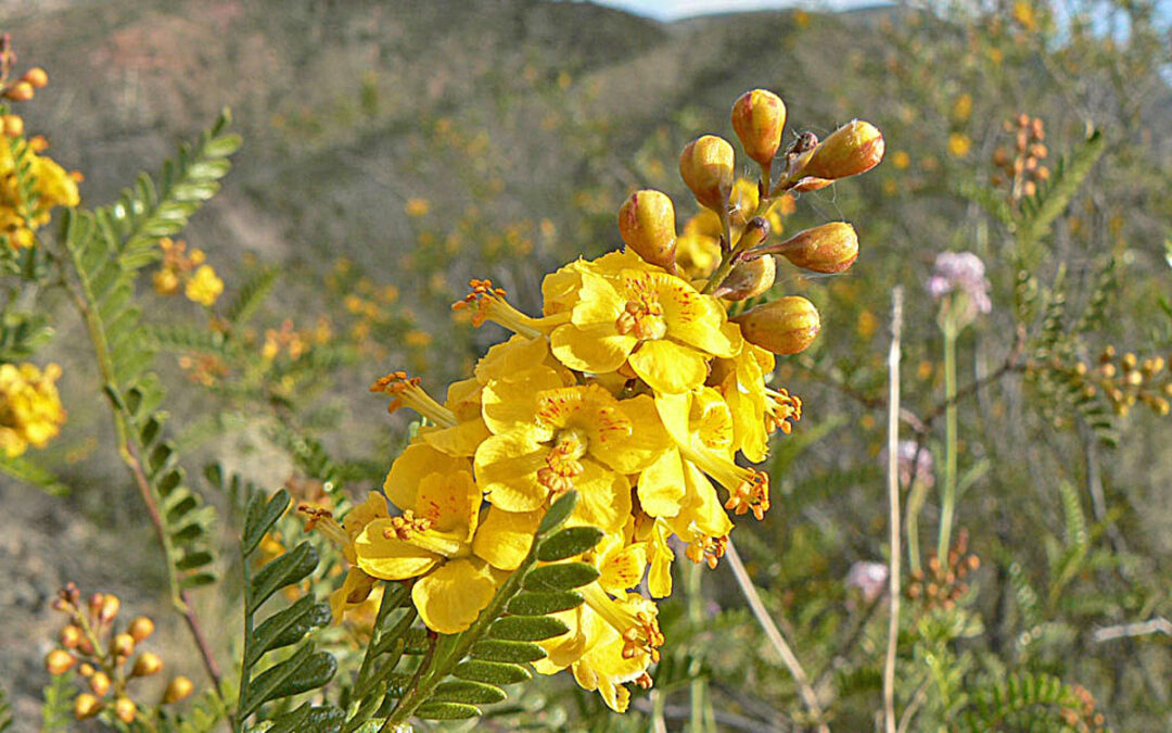 10 de noviembre Día de la Flor Provincial