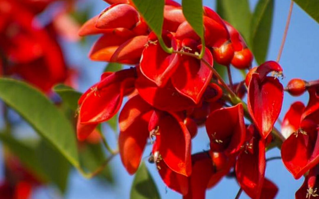 22 de noviembre Día de la Flor Nacional