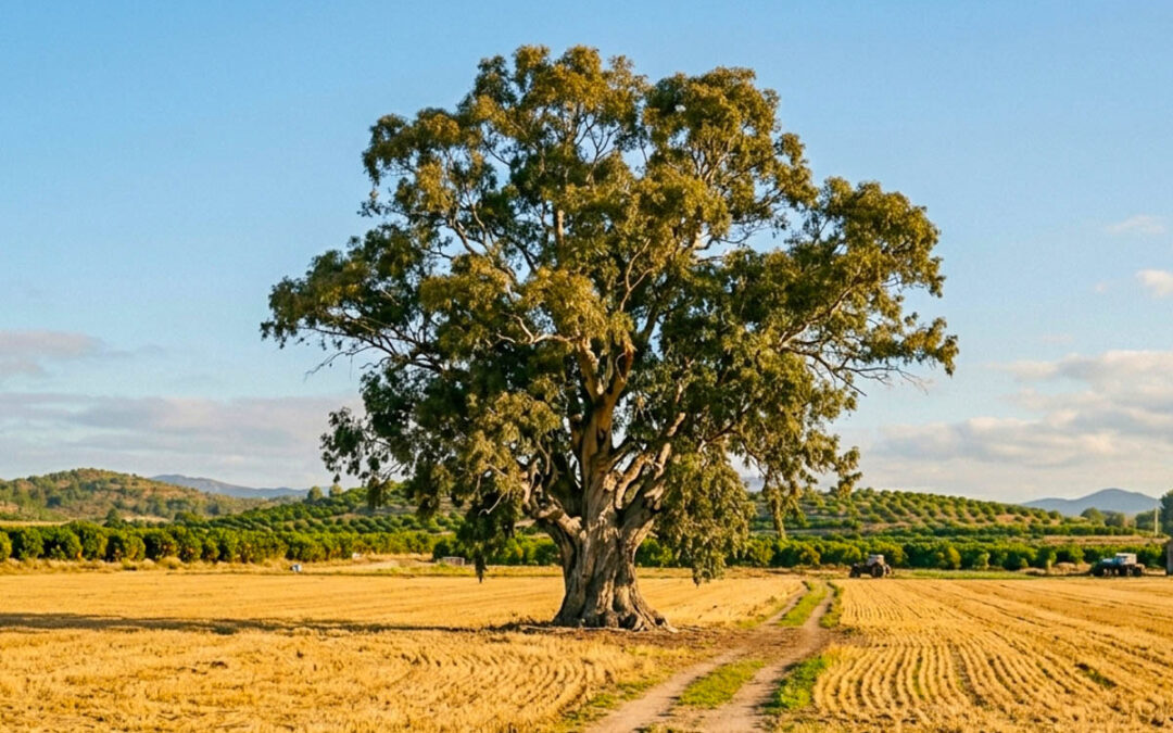 29 de agosto Día Nacional del Árbol